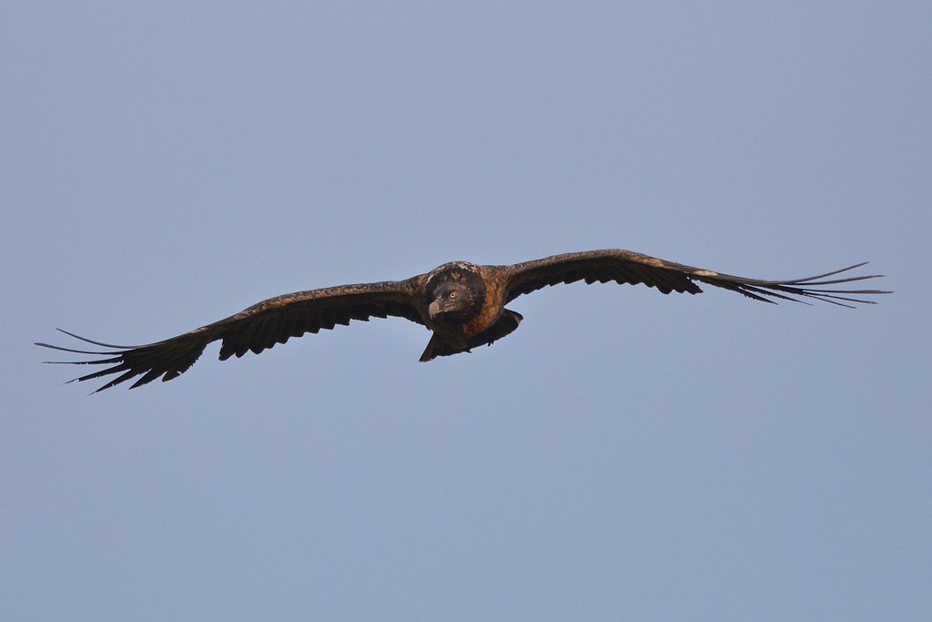 Bearded vulture | John Deakins | Flickr