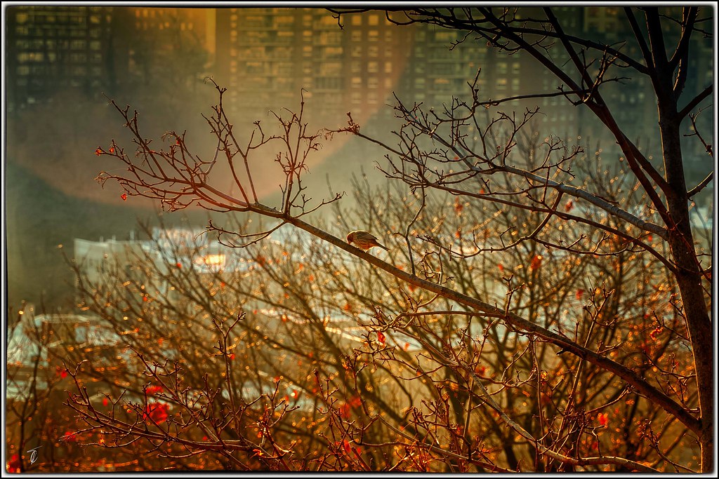 When three blend into one... The bird, the city, and the sun.