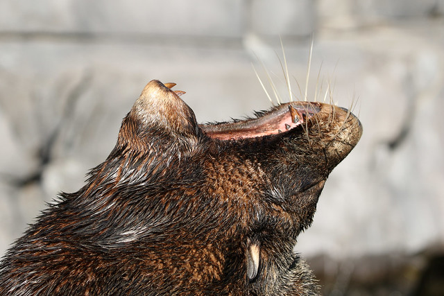 Fur Seal / Zeebeer