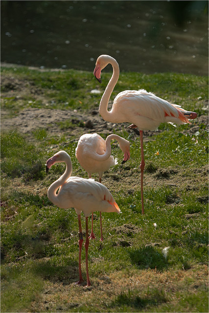 Pink Flamingo (1 of 1)