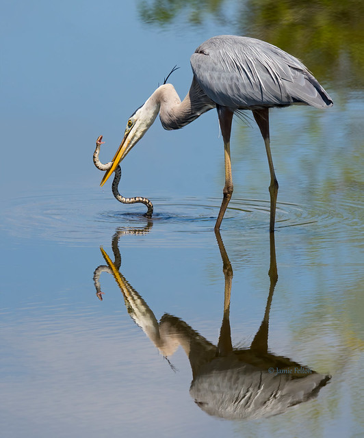 Great Blue Heron with a Banded Water Snake