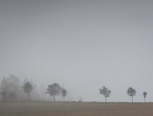 Line of Trees | DS Williams | Flickr