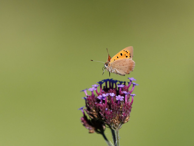 Small Copper