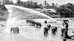 Pinnawala Elephant Sanctuary, Sri Lanka