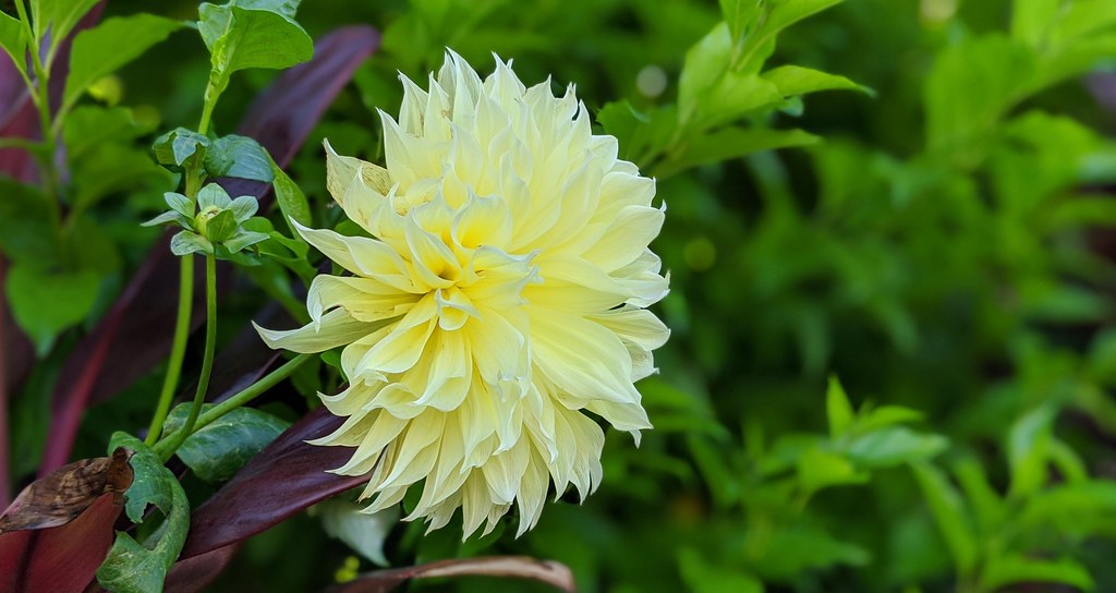 A perfect yellow Dahlia for my mom's birthday!
