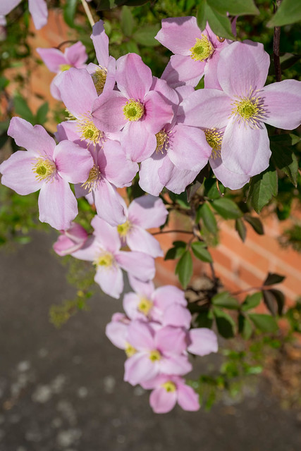Branch with pink mountain clematis flowers
