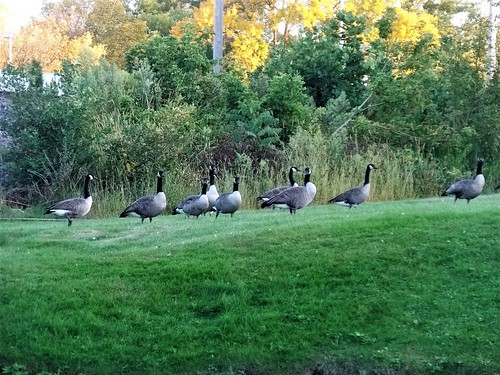 geese river park morehousepark straightriver owatoona sunset minnesota