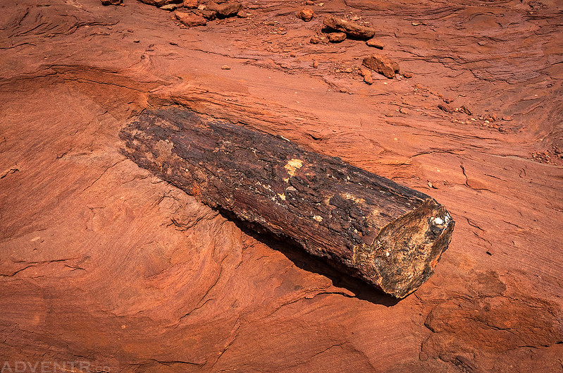 Petrified Log in the Sandstone