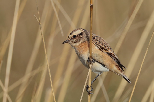 Whinchat (HH)
