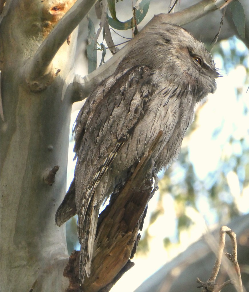 Tawny Frogmouth this afternoon