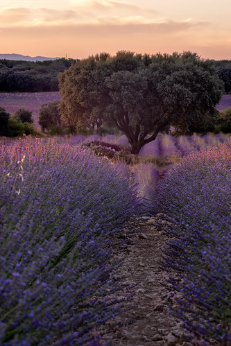 lavender lavendel spain sunset flowers sun cloud flower landschaft landscape