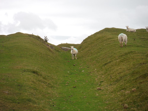 Sheep on Tramroad en route to Lonely Shepherd (Mynydd Llangatwg) SWC Walk 370 Crickhowell Circular via Mynydd Llangatwg and Craig y Cilau
