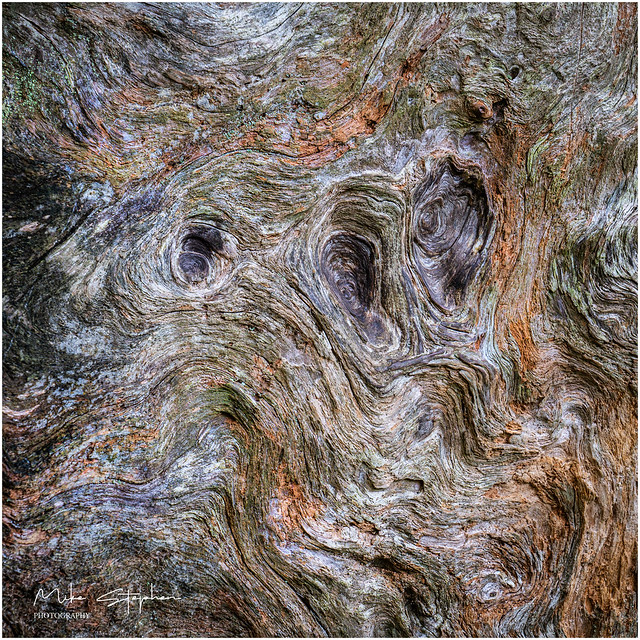 Tree Trunk Textures