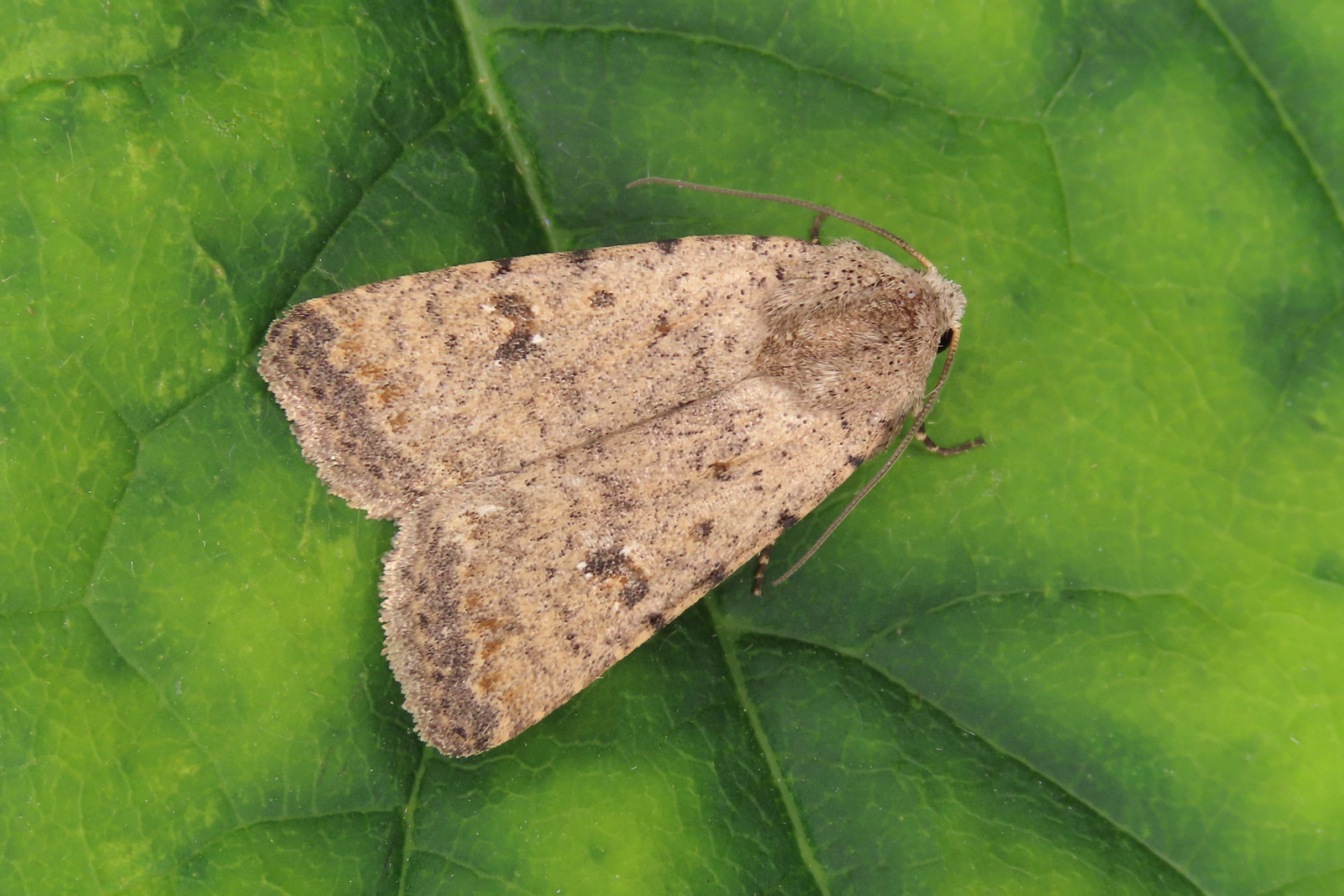 73.095 Pale Mottled Willow - Caradrina clavipalpis