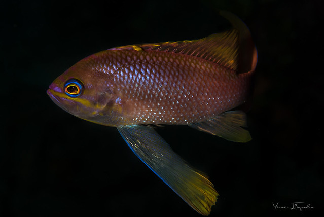 Anthias anthias (deep water reef fish)