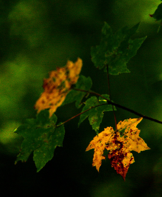 Early Fall Color
