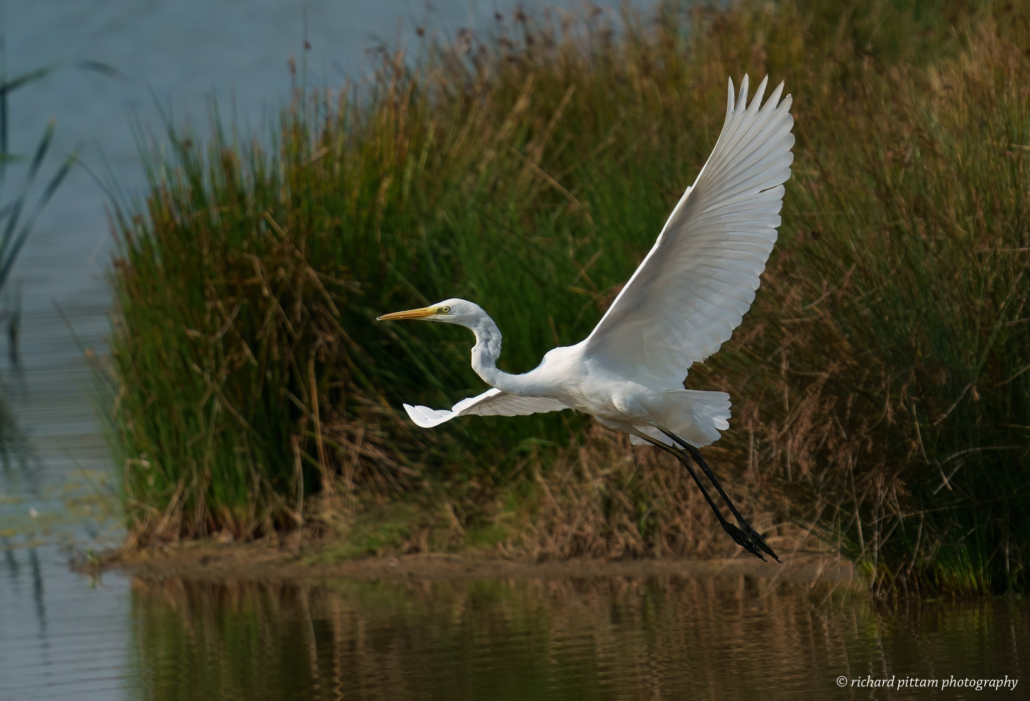 Great White Egrets and Grey Heron action
