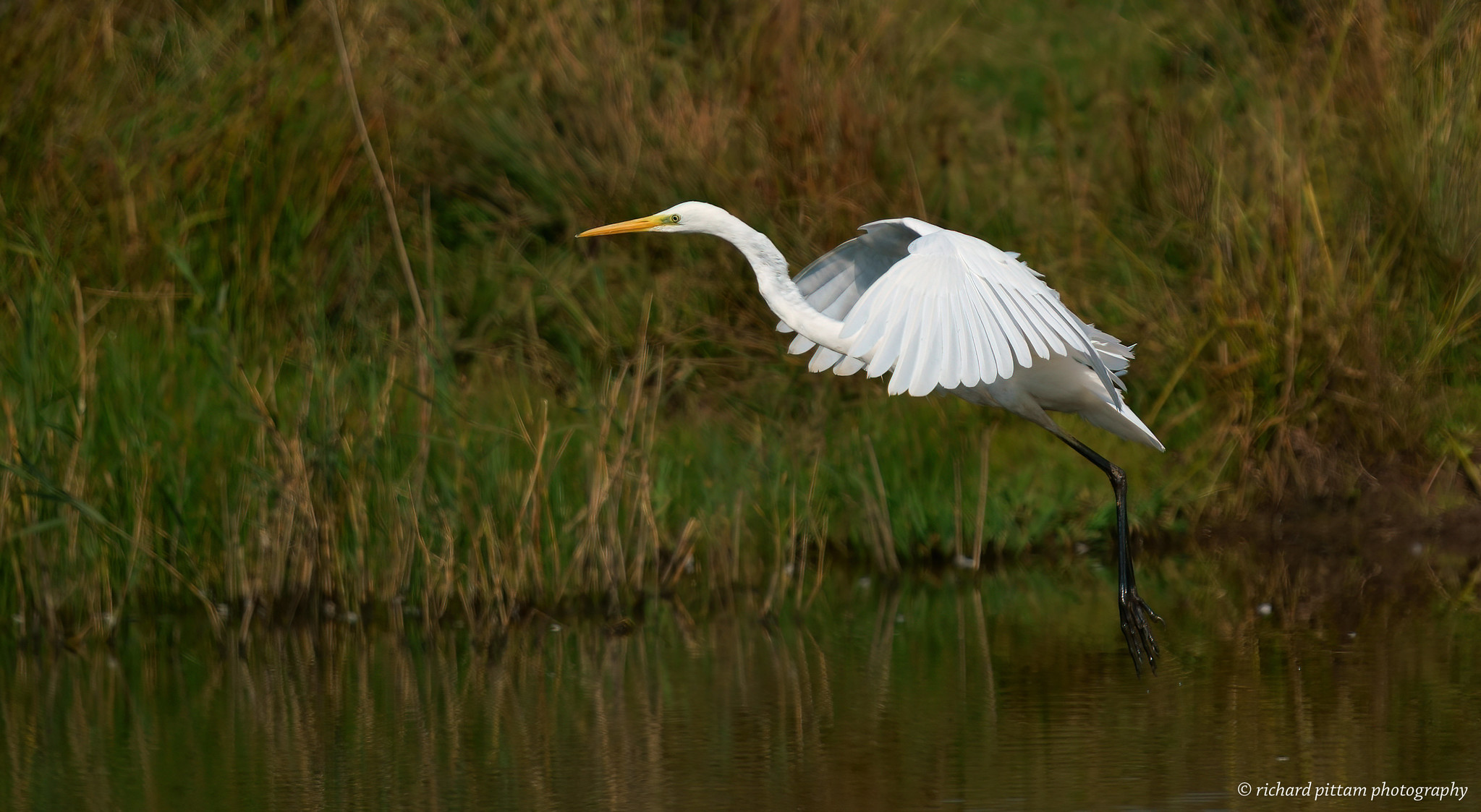 Great White Egrets and Grey Heron action