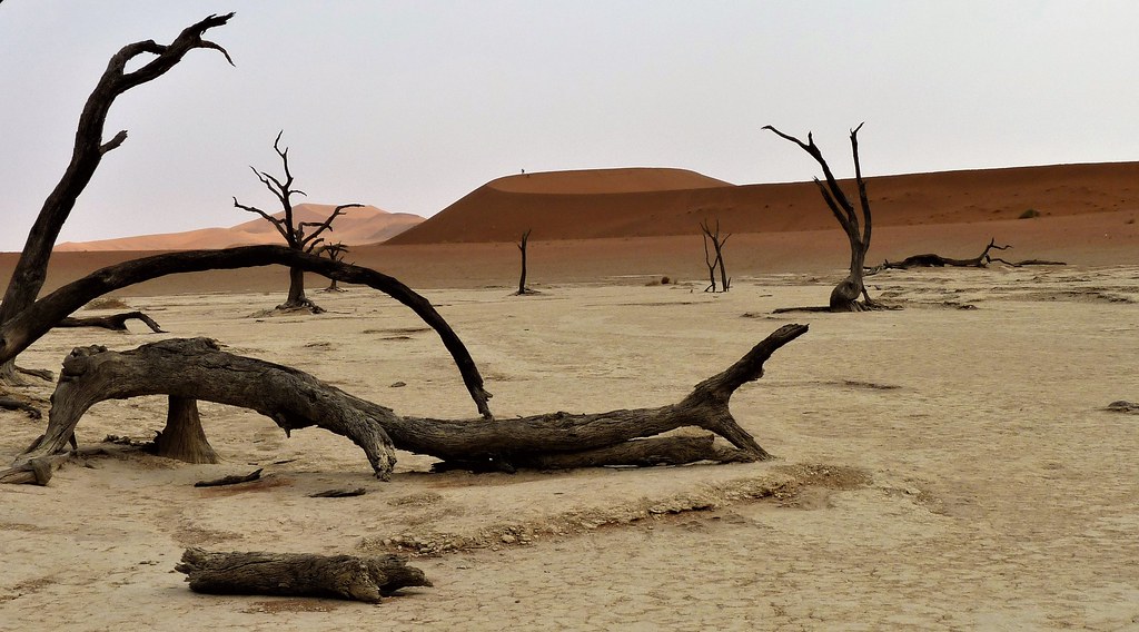 Namibia:  the iconic Dead Vlei clay pan with 700 year old trees