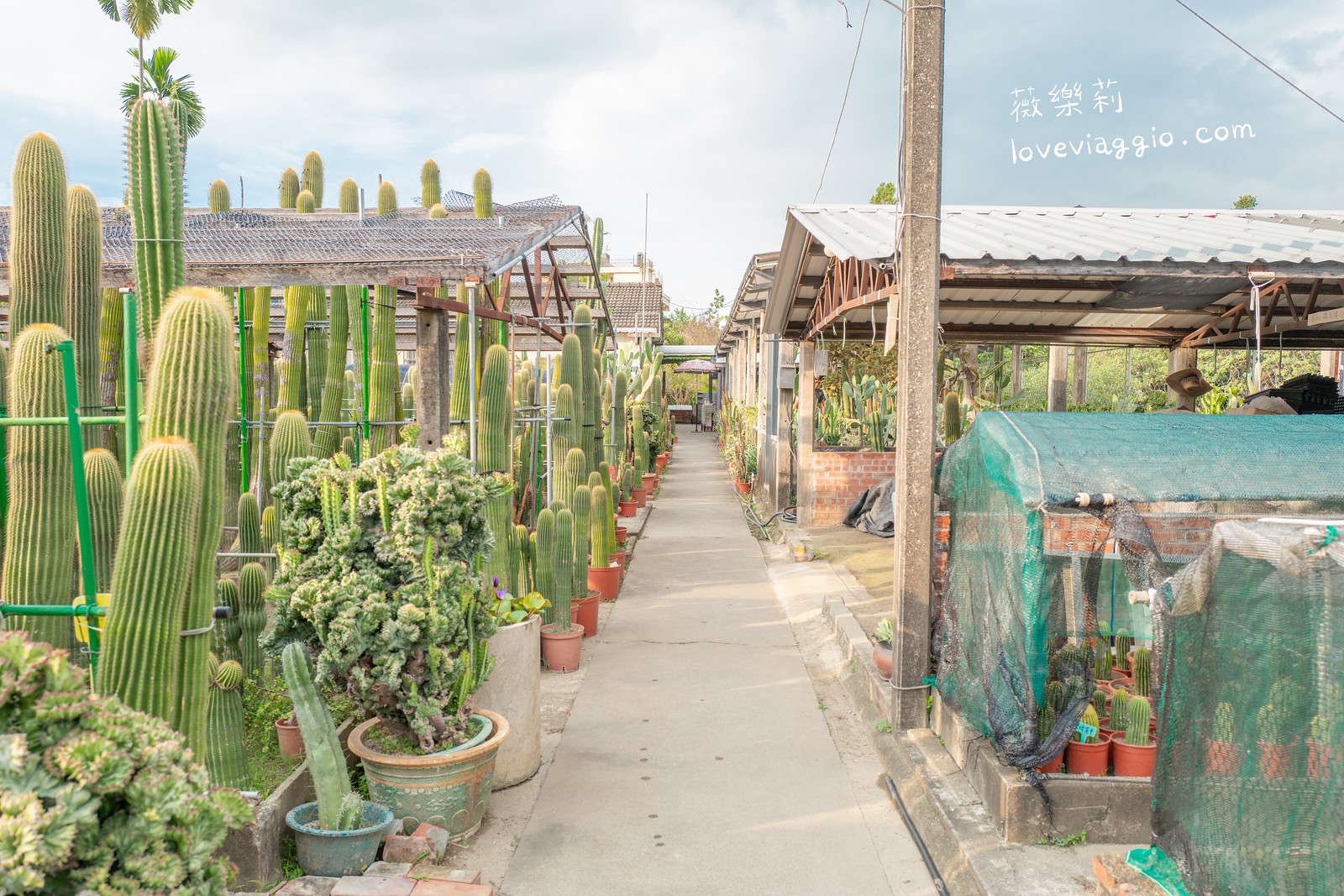 仙人掌 價格,仙人掌照片,仙人掌花園,台中仙人掌,大顆仙人掌,巨型仙人掌,巨型仙人掌價格,巨型仙人掌品種,彰化仙人掌園,農村仙人掌 @薇樂莉 - 旅行.生活.攝影