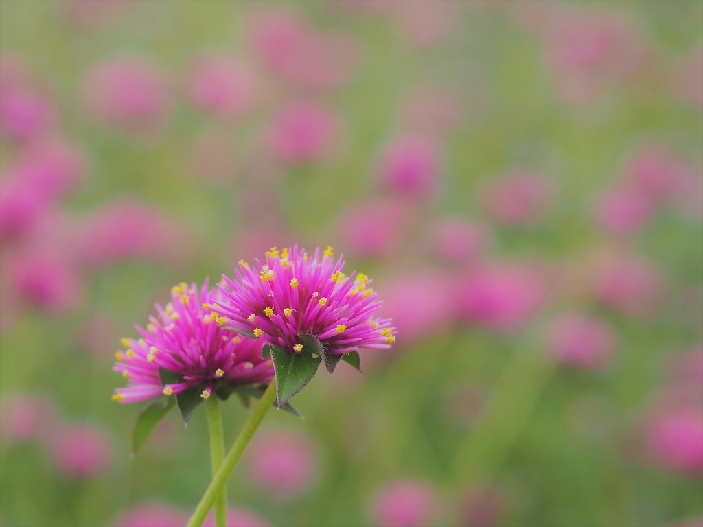 Tiny thistle 1 | OLYMPUS DIGITAL CAMERA Yashica ML macro 55m… | MASATO ...