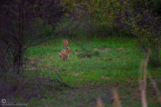 Desert hare / Cape Hare