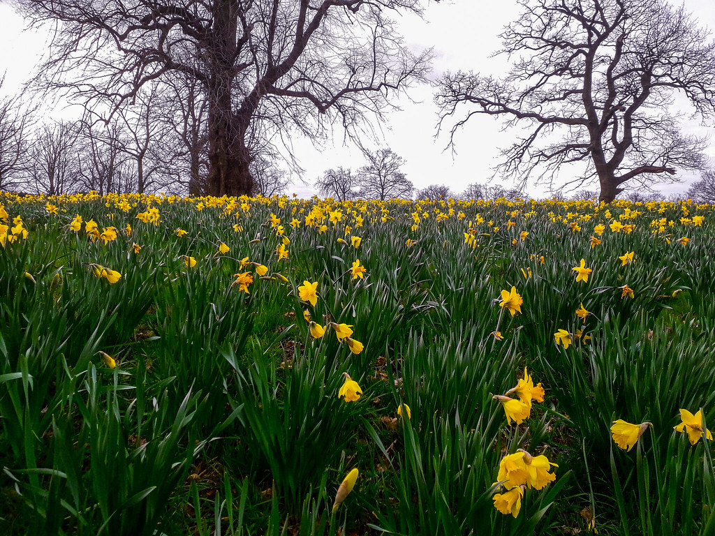 Daffodils, beneath the trees