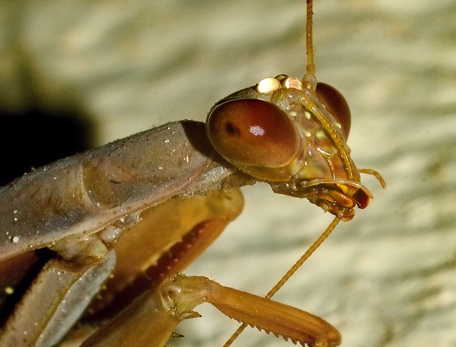 Porch-light Visitors - Praying Mantis Grooms an Antenna