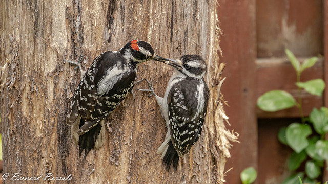 Pic chevelu - Leuconotopicus villosus - Hairy Woodpecker