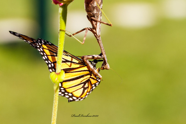 Praying Mantis with Monarch Butterfly
