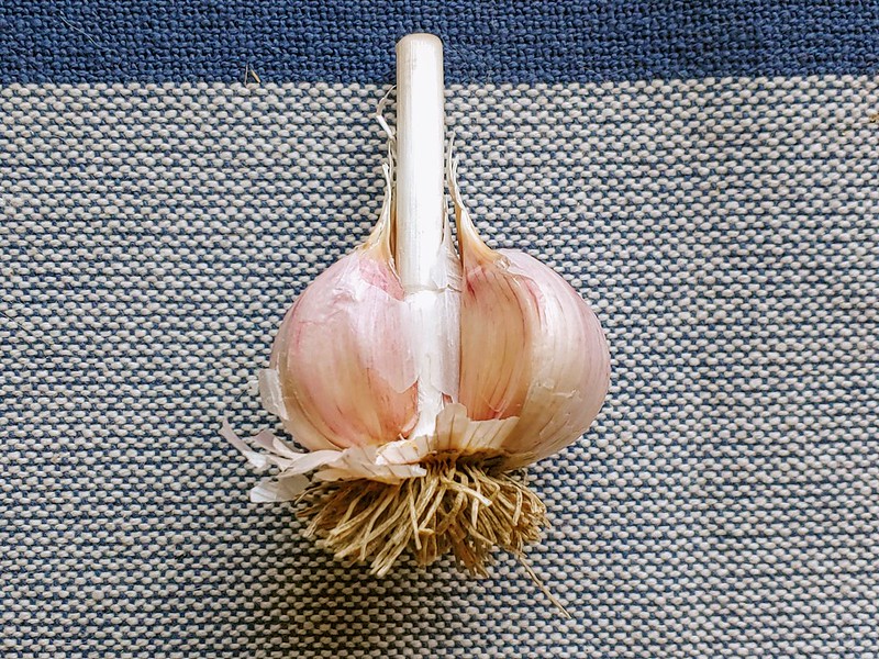 Hardneck Garlic - the interior has a hard stem!