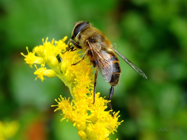 Macro of a hoverfly ......