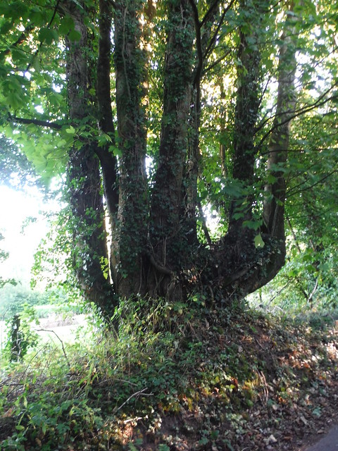 Multi-Stemmed mature tree, on lane down to canal SWC Walk 372 - Blorenge (Abergavenny Circular)