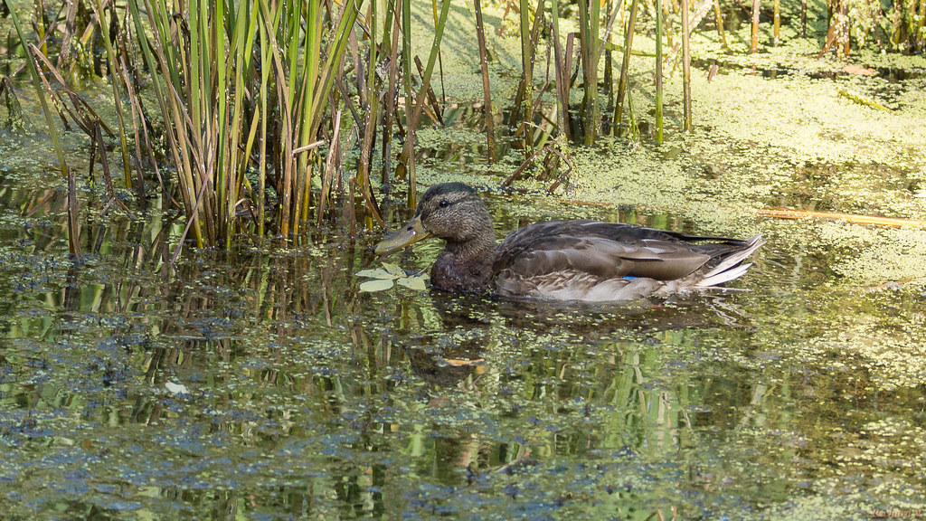 Canard colvert - Mallard duck, Québec, PQ, Canada - 9069