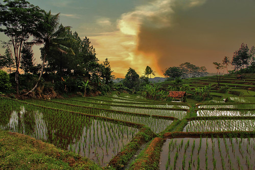 landscape indonesia ricefields sawah
