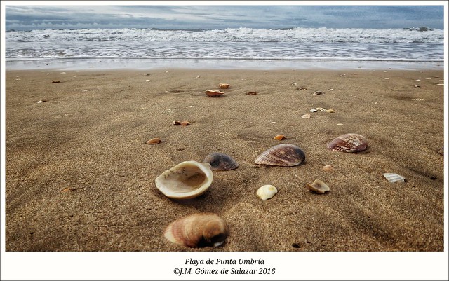 Conchas arrastradas por las olas en la playa de Punta Umbría (Huelva) / Shells swept away by thr waves on Punta Umbría Beach. Huelva. Spain