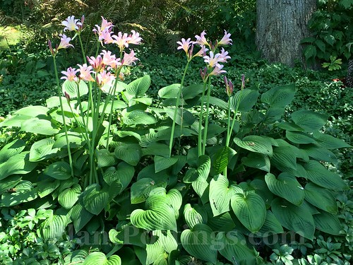 surprise lilies