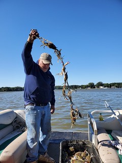 Photo of man holding a string of crabs