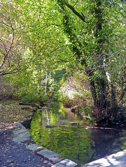 Tehidy Nature Reserve Stream