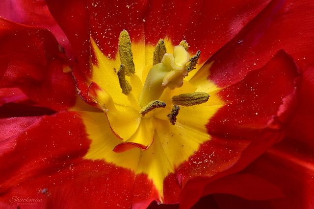 A Red And Yellow Tulip