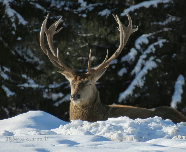 King deer on snow bellissimo Cervo sulle Dolomiti