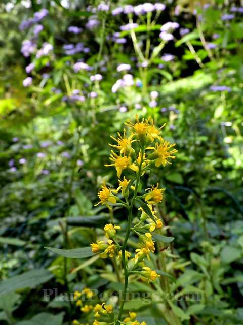 goldenrod