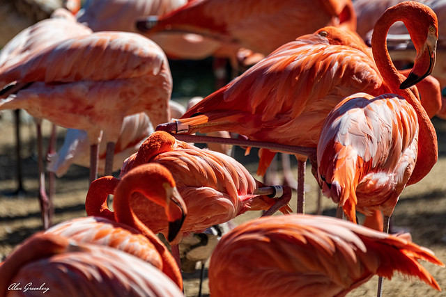 Flamingo rave