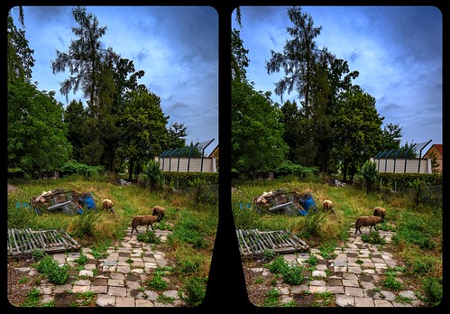 sheep abandoned cross eye view xview crosseye pair free sidebyside sbs kreuzblick bildpaar 3d photo image stereo spatial stereophoto stereophotography stereoscopic stereoscopy stereotron threedimensional stereoview stereophotomaker photography picture raumbild tonemapping hdr hdri raw