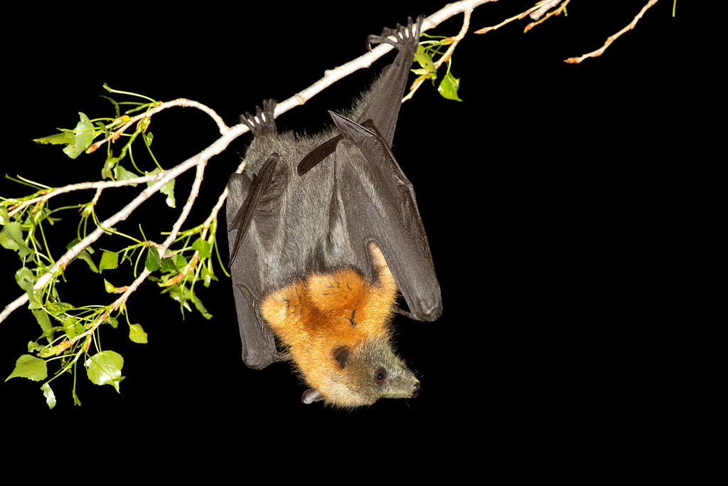 the cutest bat species in the world: A Comprehensive Guide