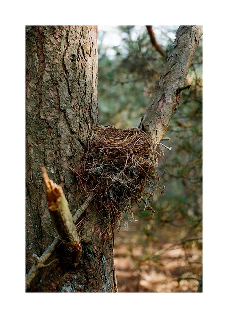 Abandoned nest
