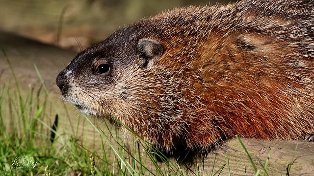 Marmotte commune / Marmota monax / Groundhog / marmota canadiense