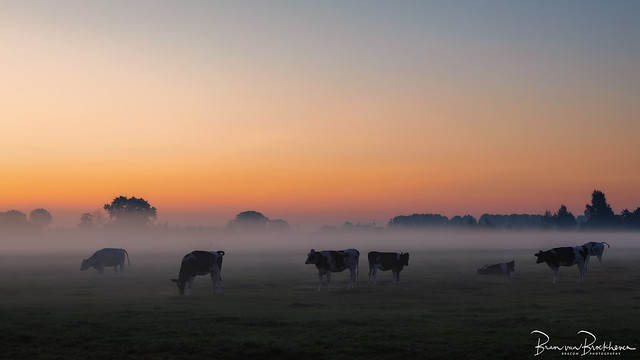 Cows ground fog and sunrise