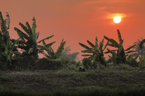 sunset banana indonesia pemandangan