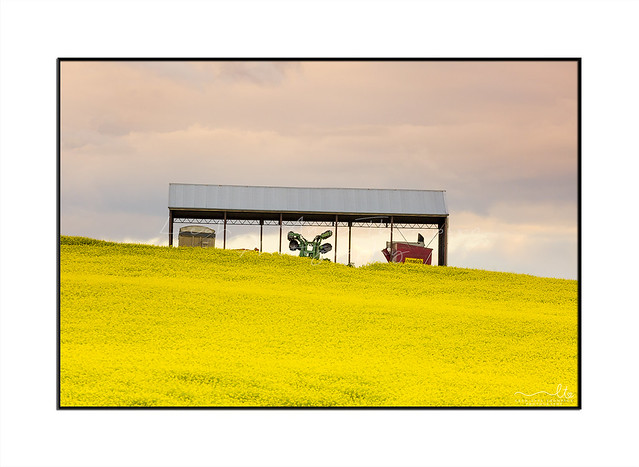 Farming shed in canola field